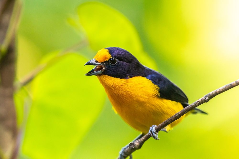 Caribbean-Trinidad-Asa Wright Nature Center Euphonia bird on limb calling